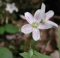 spring beauty blooming