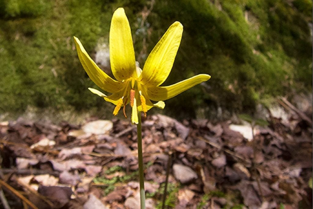 trout Lilly in forest