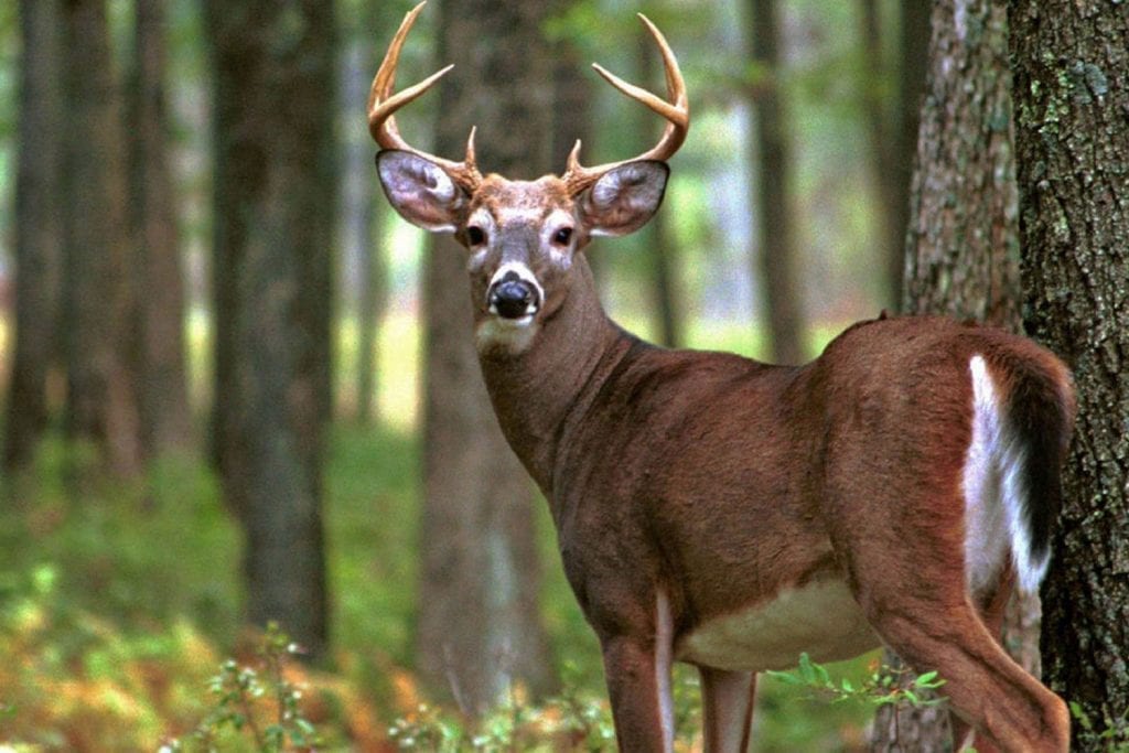 Nice Buck in the woods