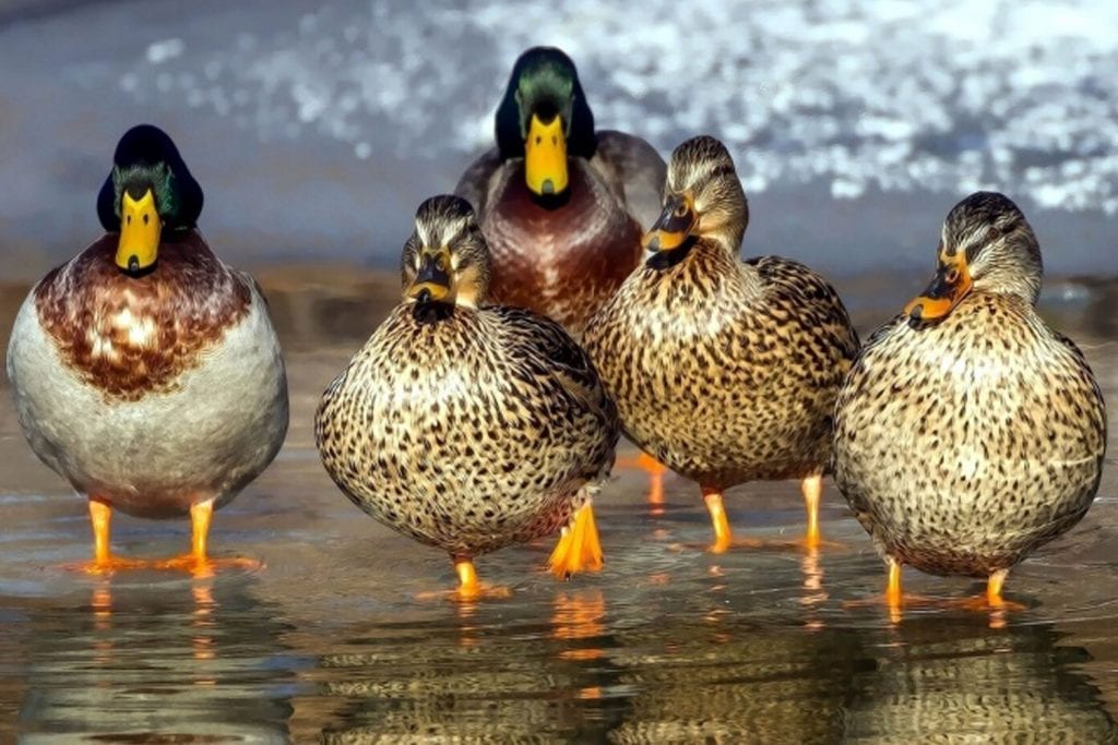 group of ducks standing on the shore