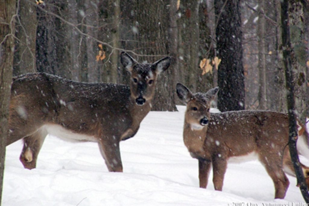 two deer in the snow