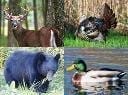 deer, turkey, bear, duck