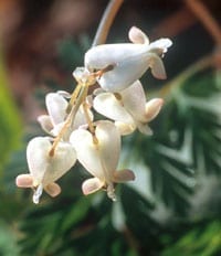 squirrel corn bloom