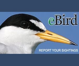 eBird