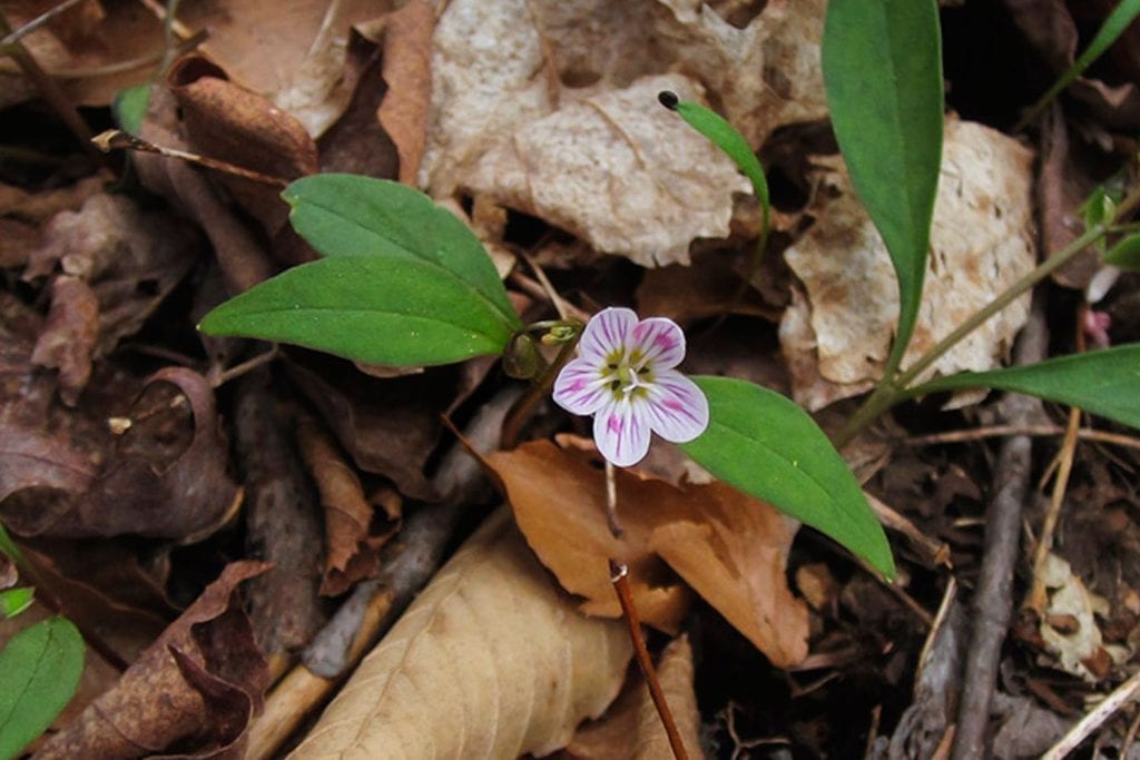 blooming spring beauty