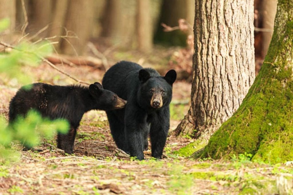 Adult and juvenile bear