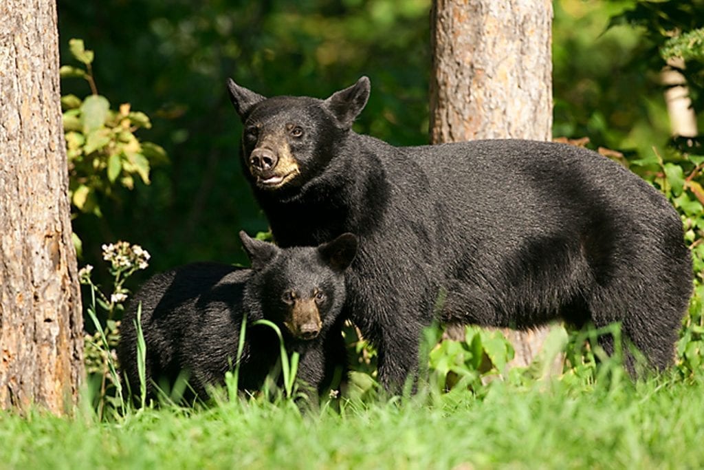 Mother Bear and her cub