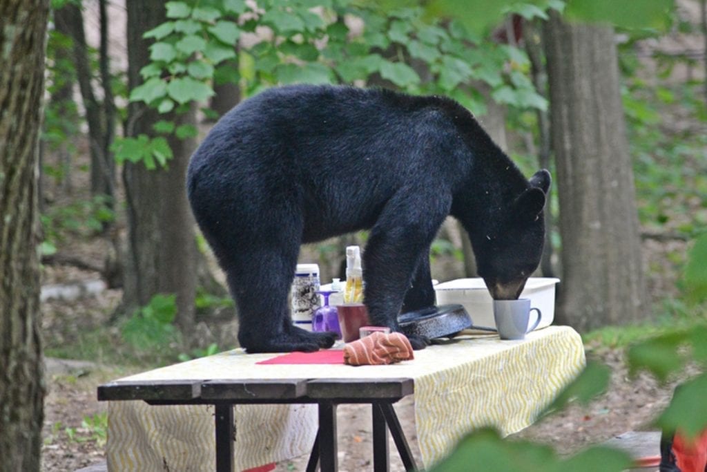 Bear on a picnic table