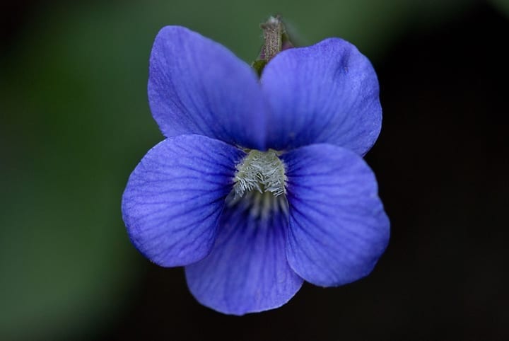 Blue and Violet Hair Lightener - wide 5