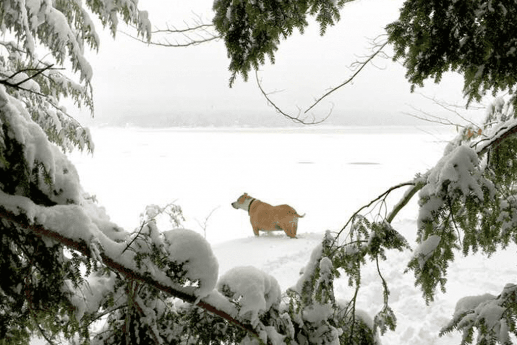 Photo of dog on the snowy lake surrounded by evergreens